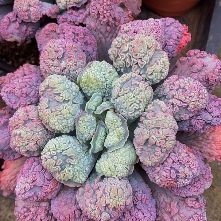 男爵杂 又名西兰花包菜