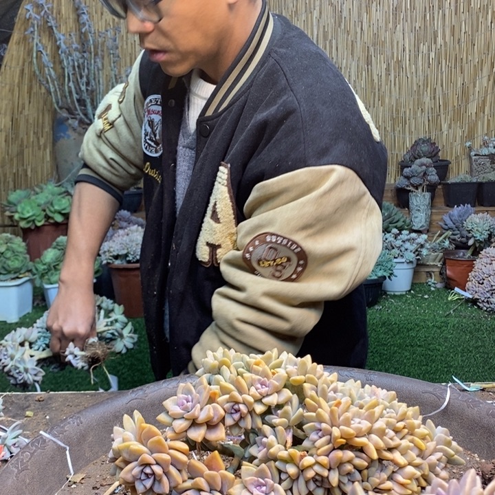 怡***宝352 号淡雪多肉植物