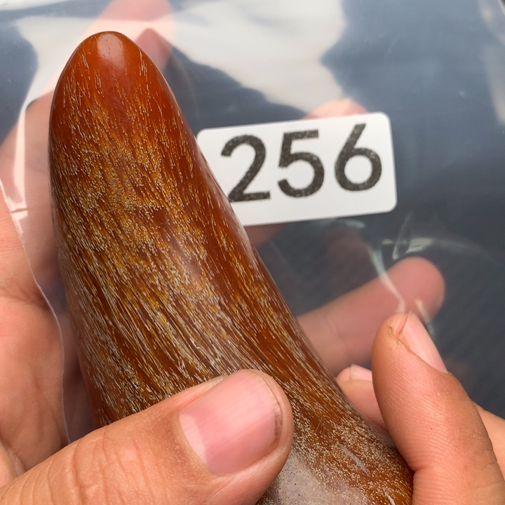 大果紫檀（缅甸花梨）