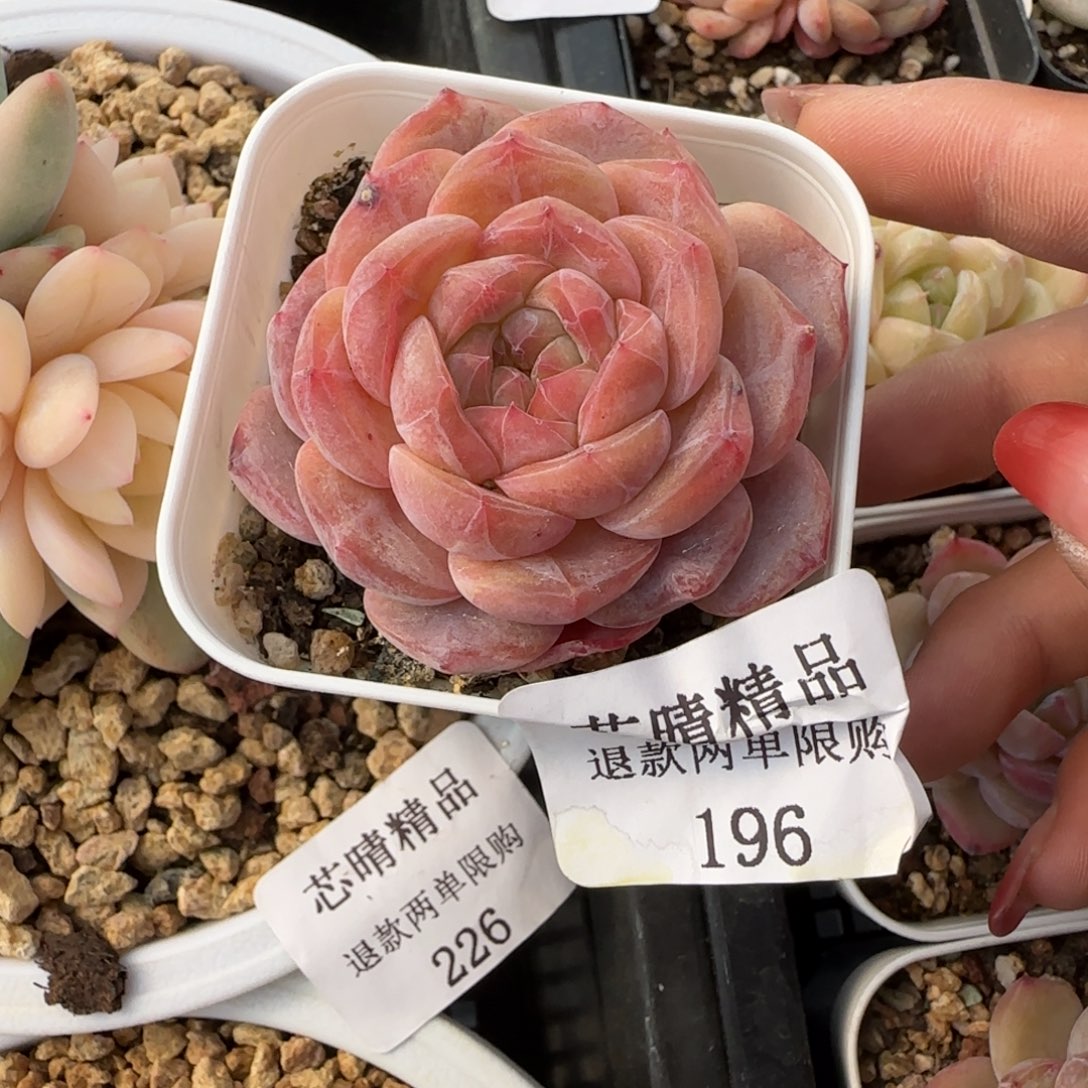 闪购精品多肉196号