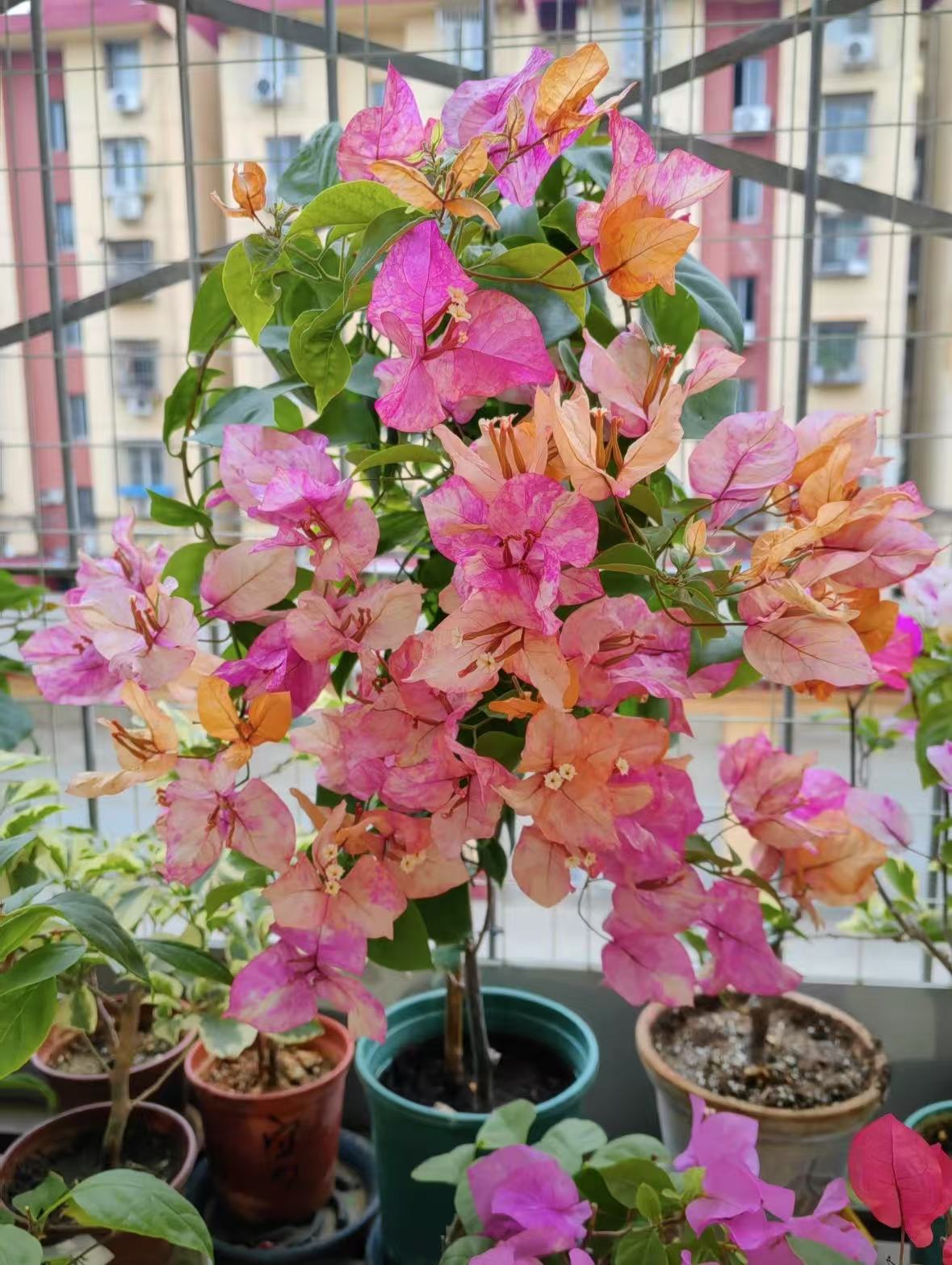【阿朱纳】品种袋苗原生爬藤勤花（如意花园）袋苗不售后