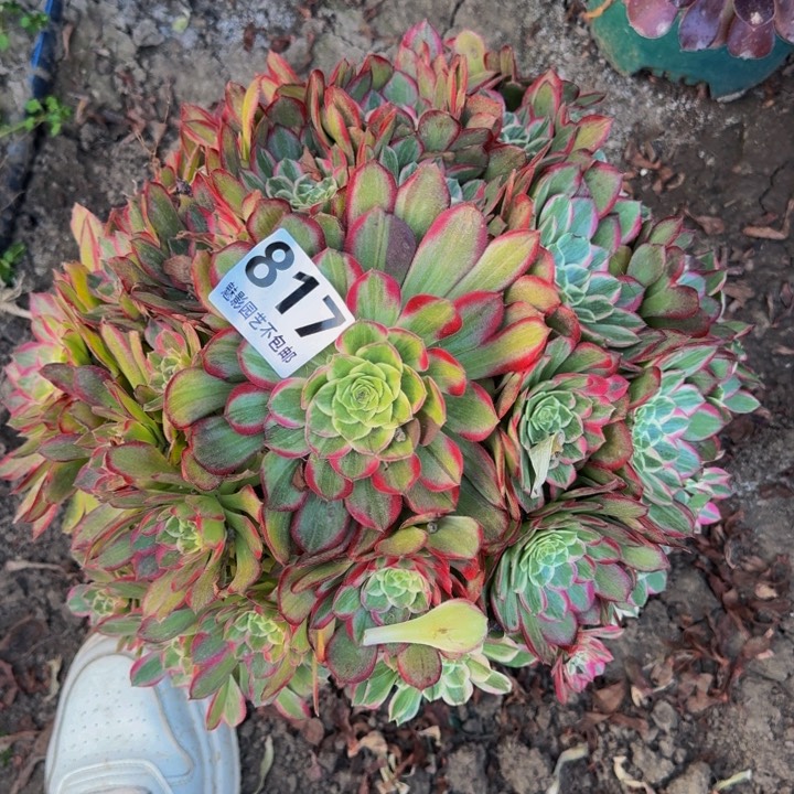 莲花花27-39包邮花花