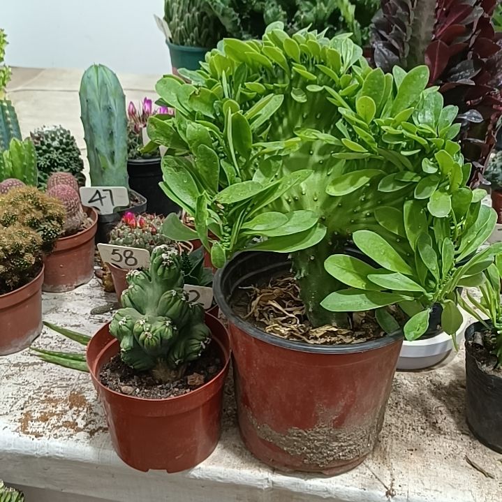 麒麟掌       60元