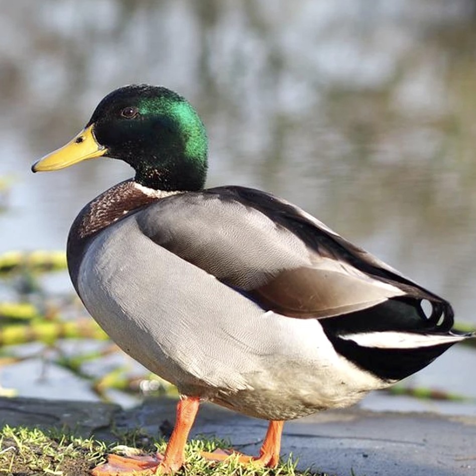 绿头鸭和草兔农家散养鲜活现发冷链包邮肉质细腻人工养殖