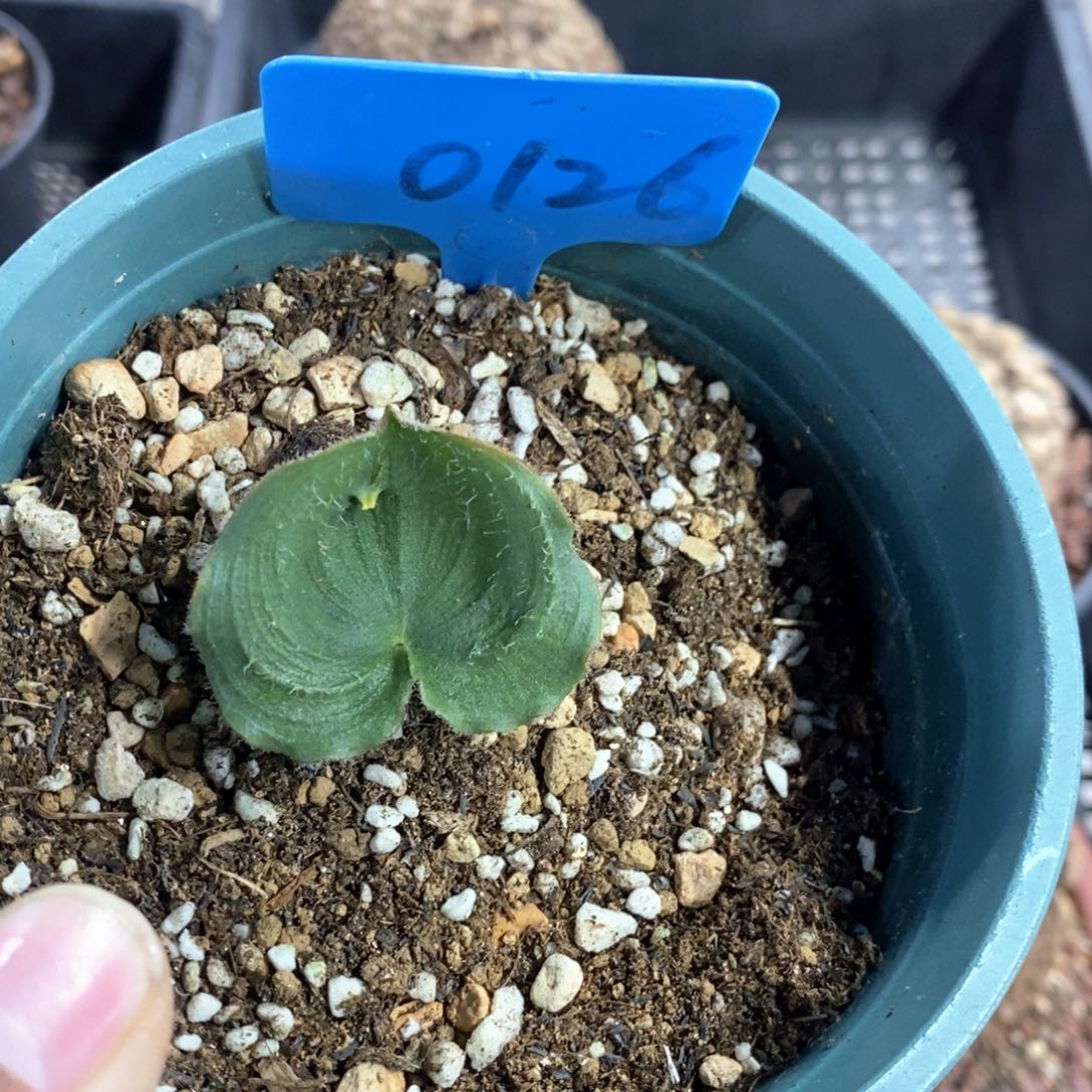 毛叶冰之镜多肉植物