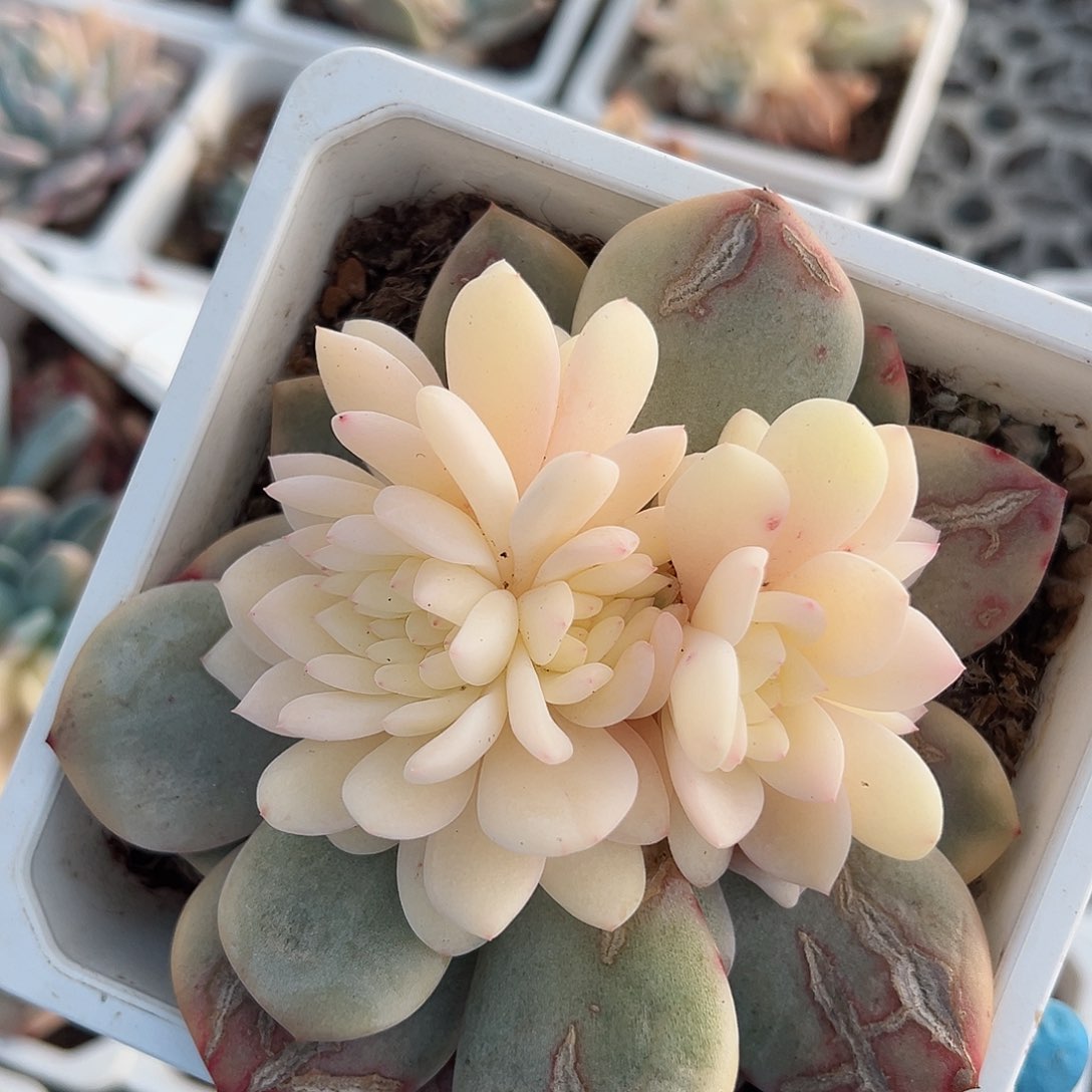 橙梦露锦底座，带缀化头