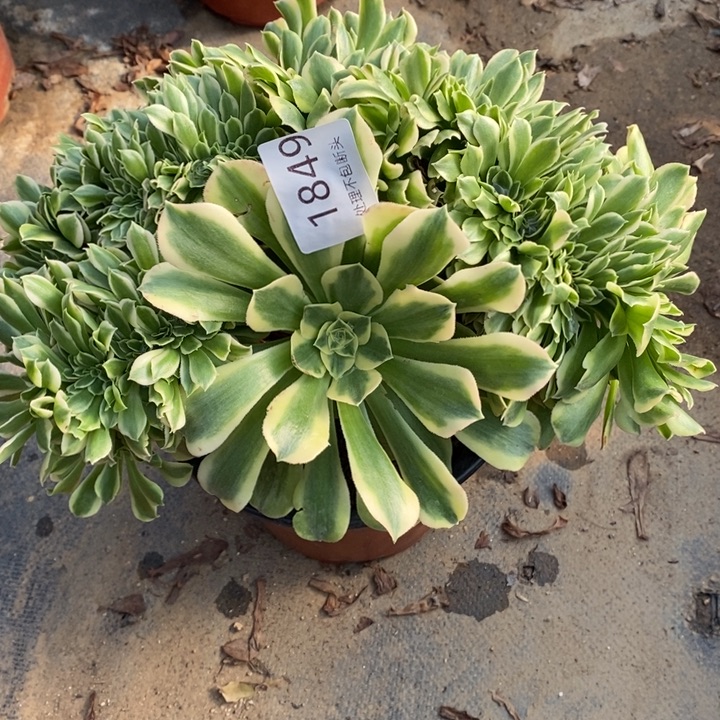 绿豆沙多肉断头不包1849