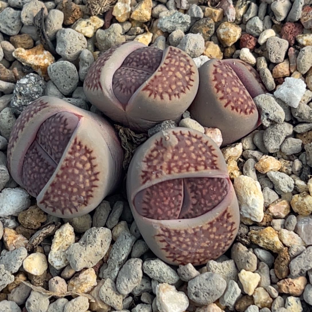 8396四头紫巴里群一颗