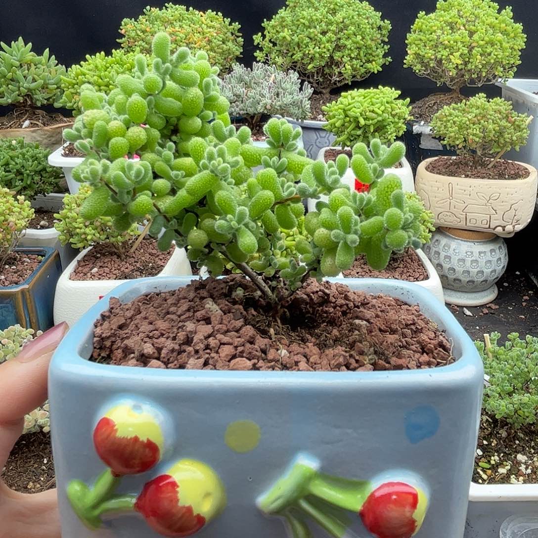 幼***子翡翠带盆优选枝干番杏