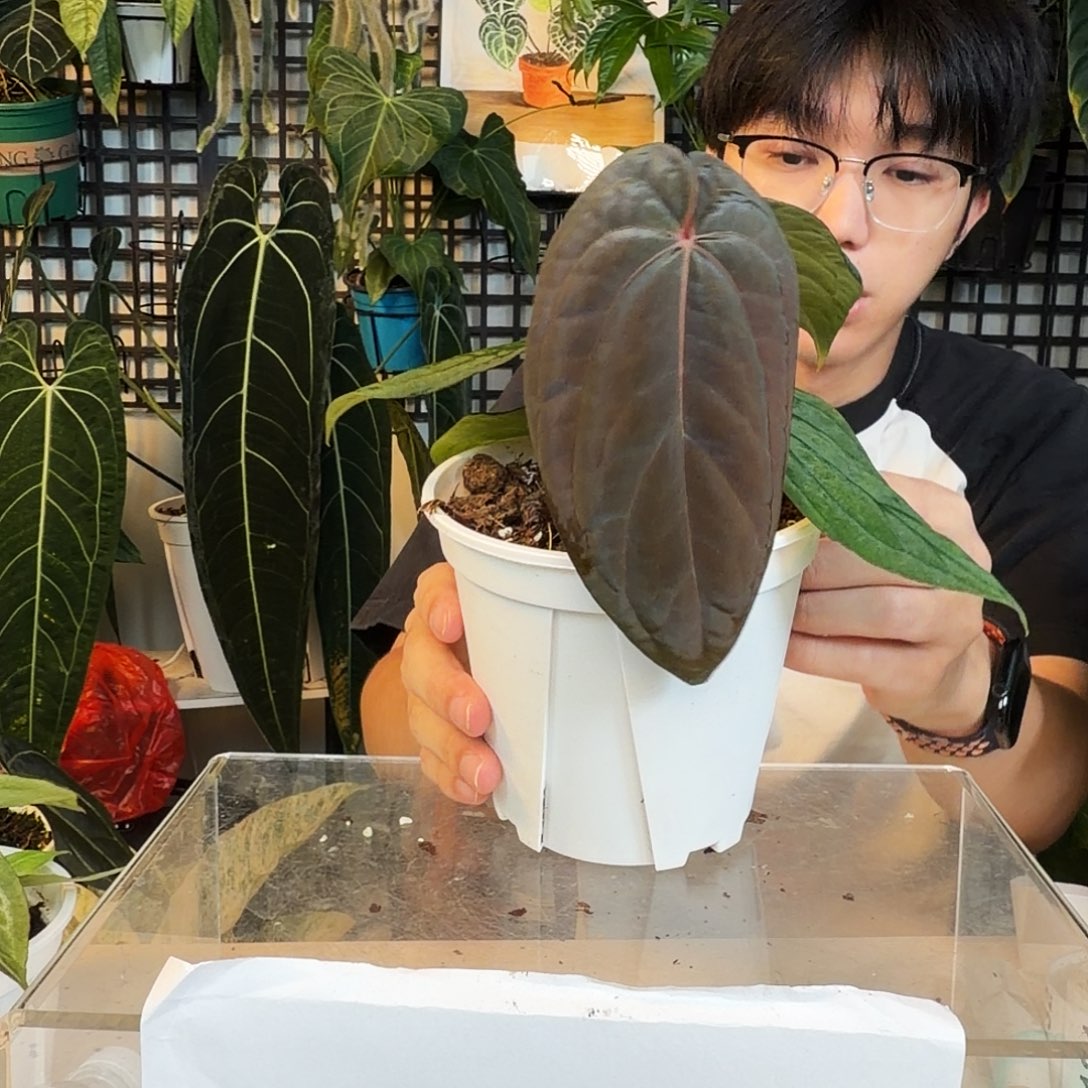 采***爷完全开放F126 黑凤凰