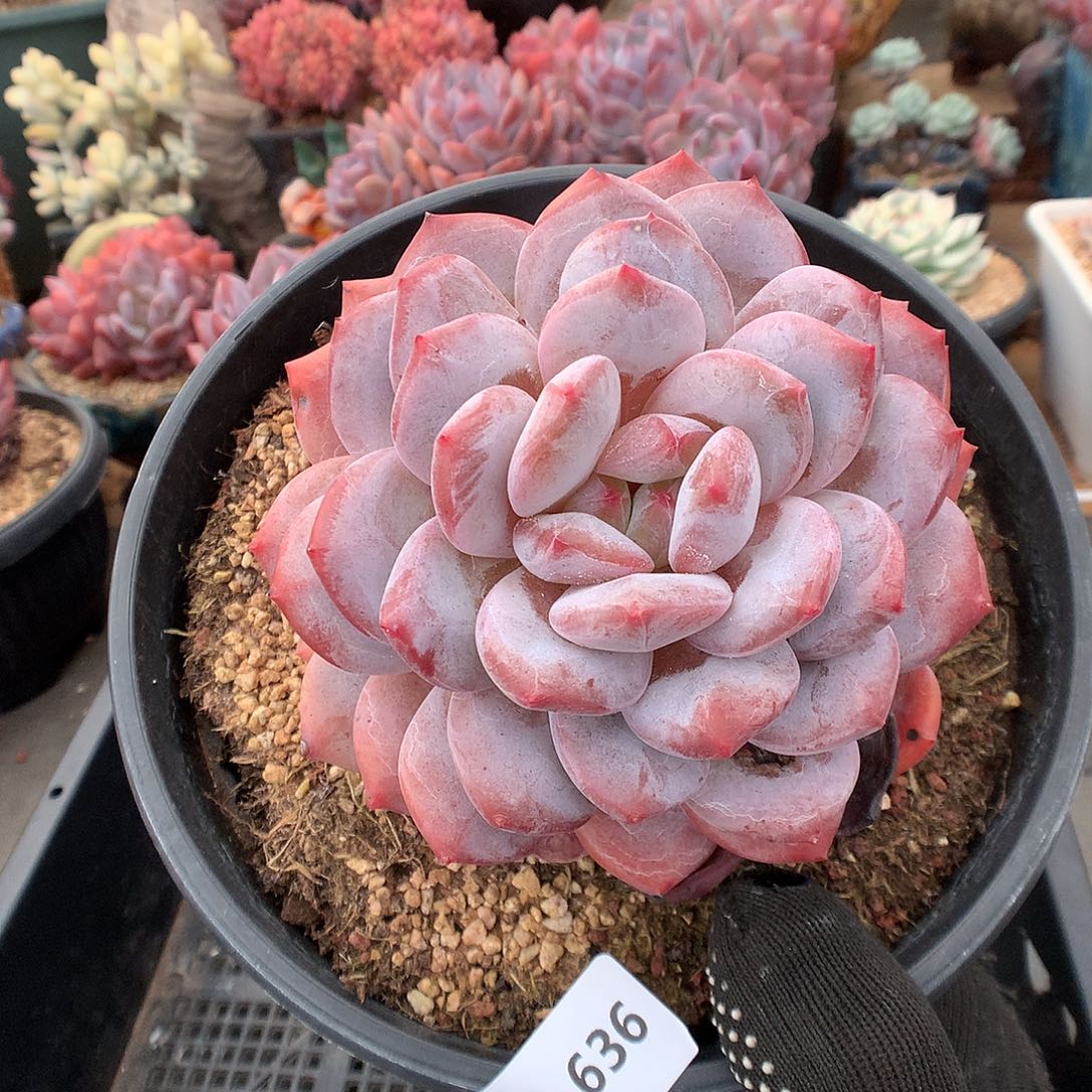 636蒙克多肉植物6666