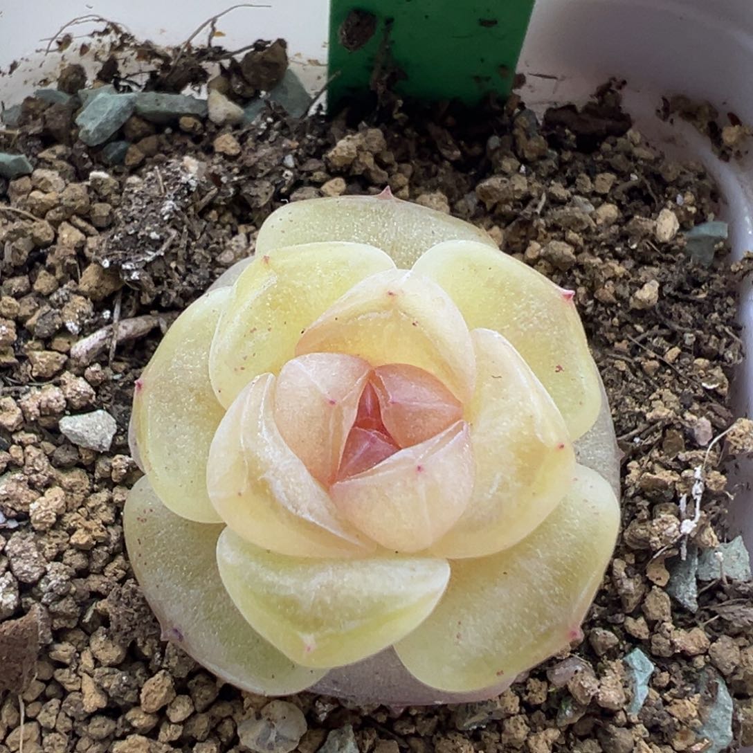 糖心多肉一物一拍20