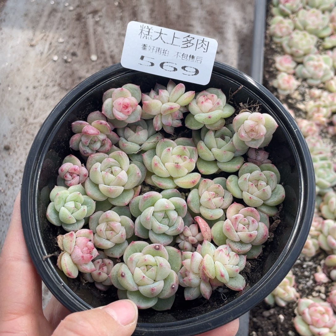 糕大上多肉植物569