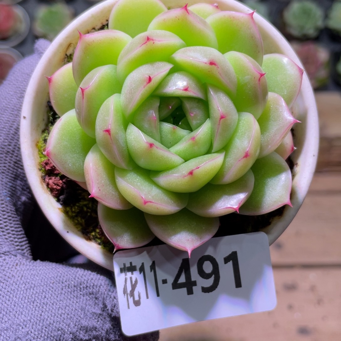 花利美11-491麦秆