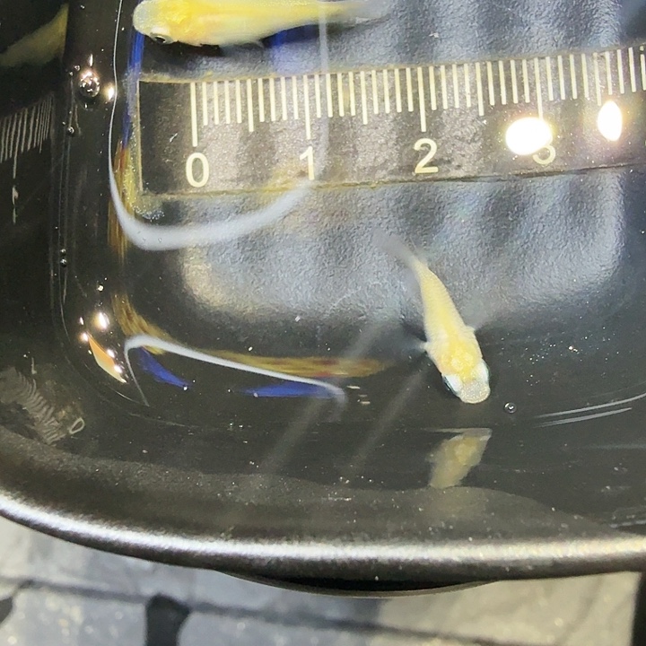 青鳉鱼44号拍品白雪球球