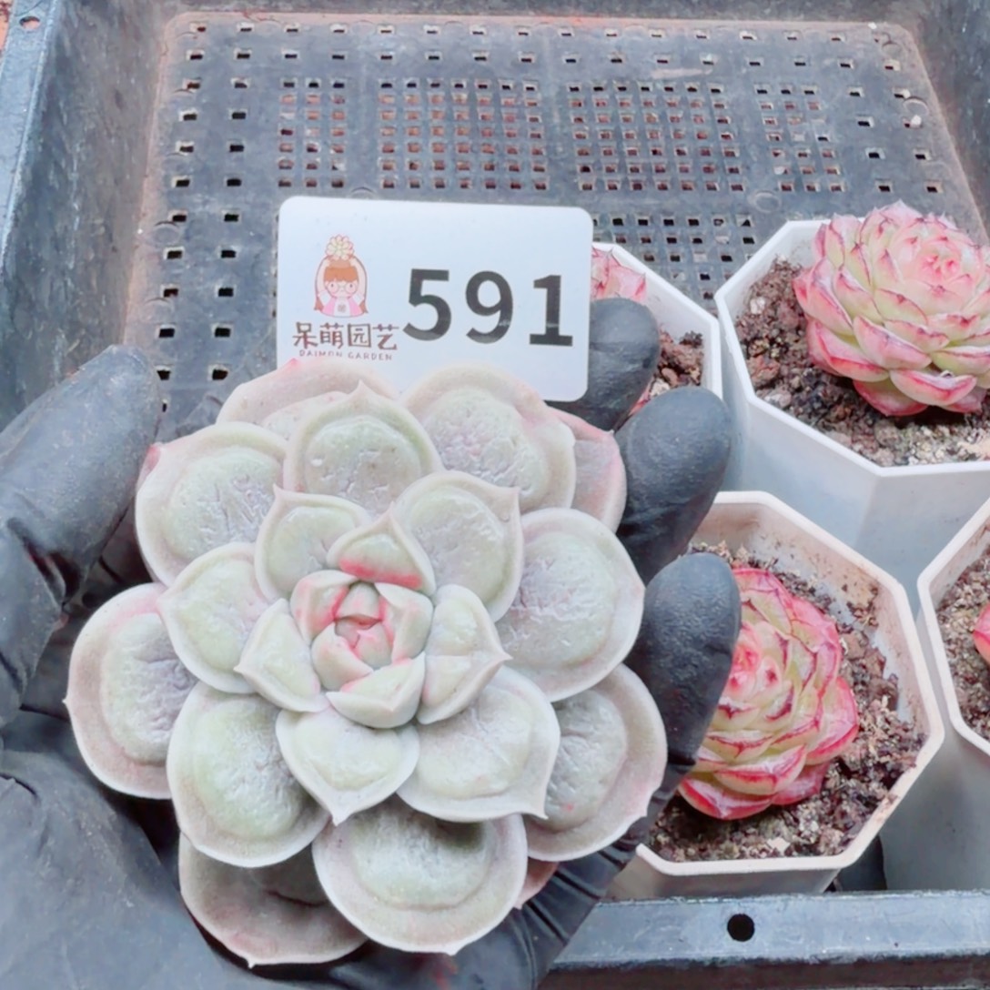 燚***多肉植物多肉植物