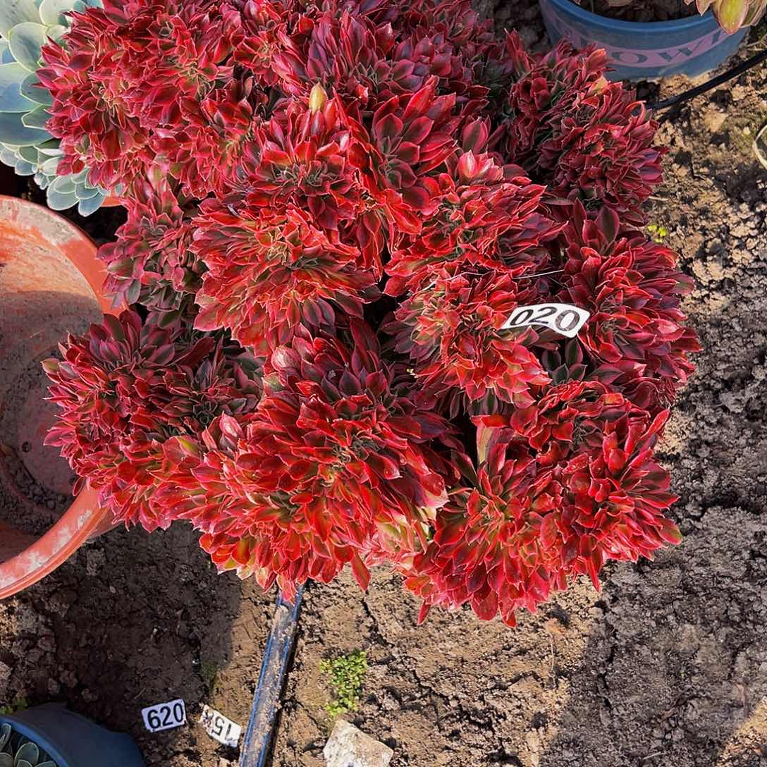 女巫法师15–18包邮法师