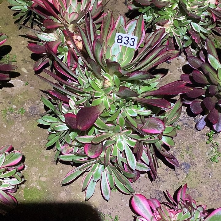 多肉植物法师833丽娜