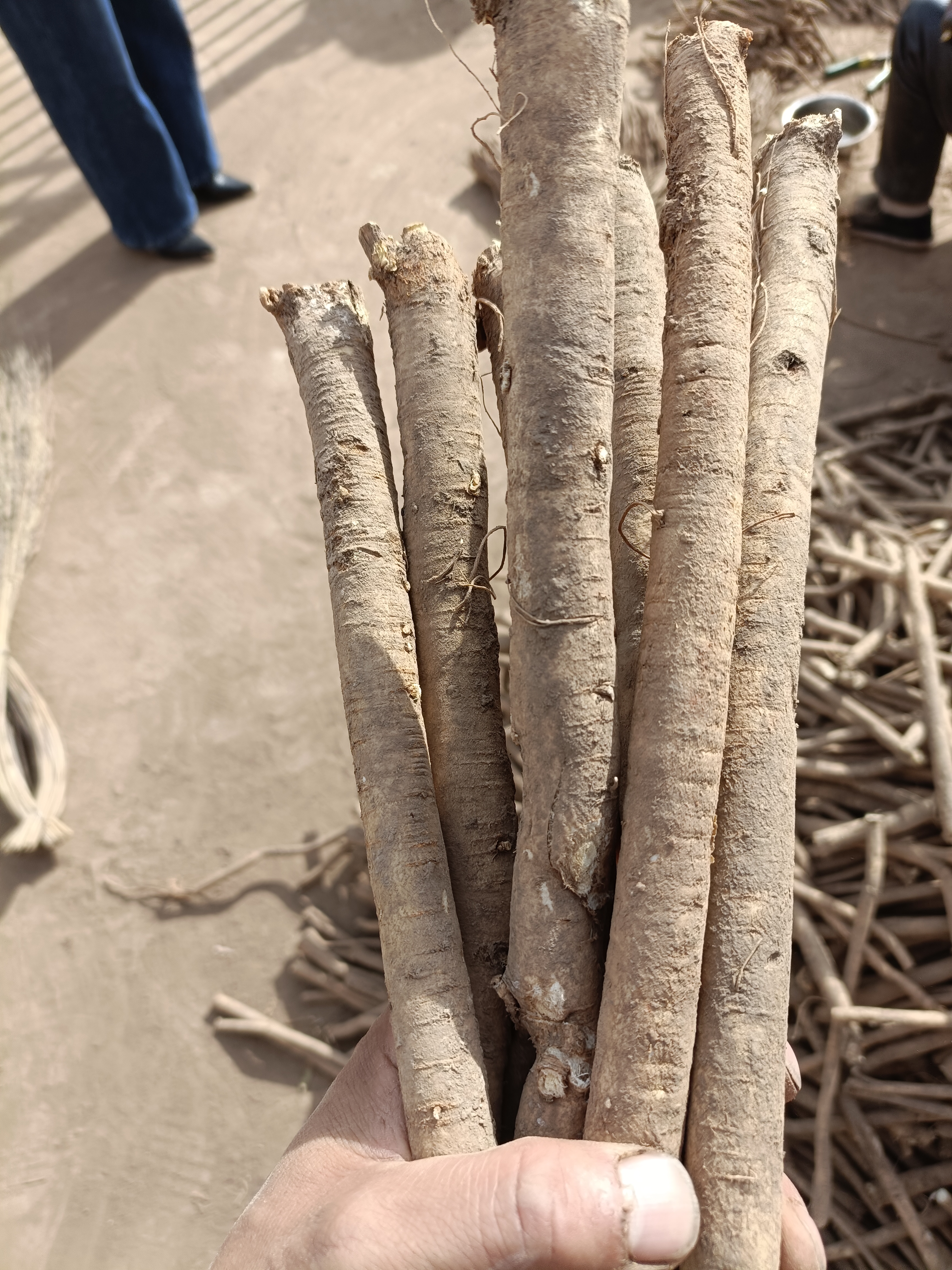 甘肃原产地直发新鲜黄芪之乡，煲汤炖肉泡水泡酒确实好，