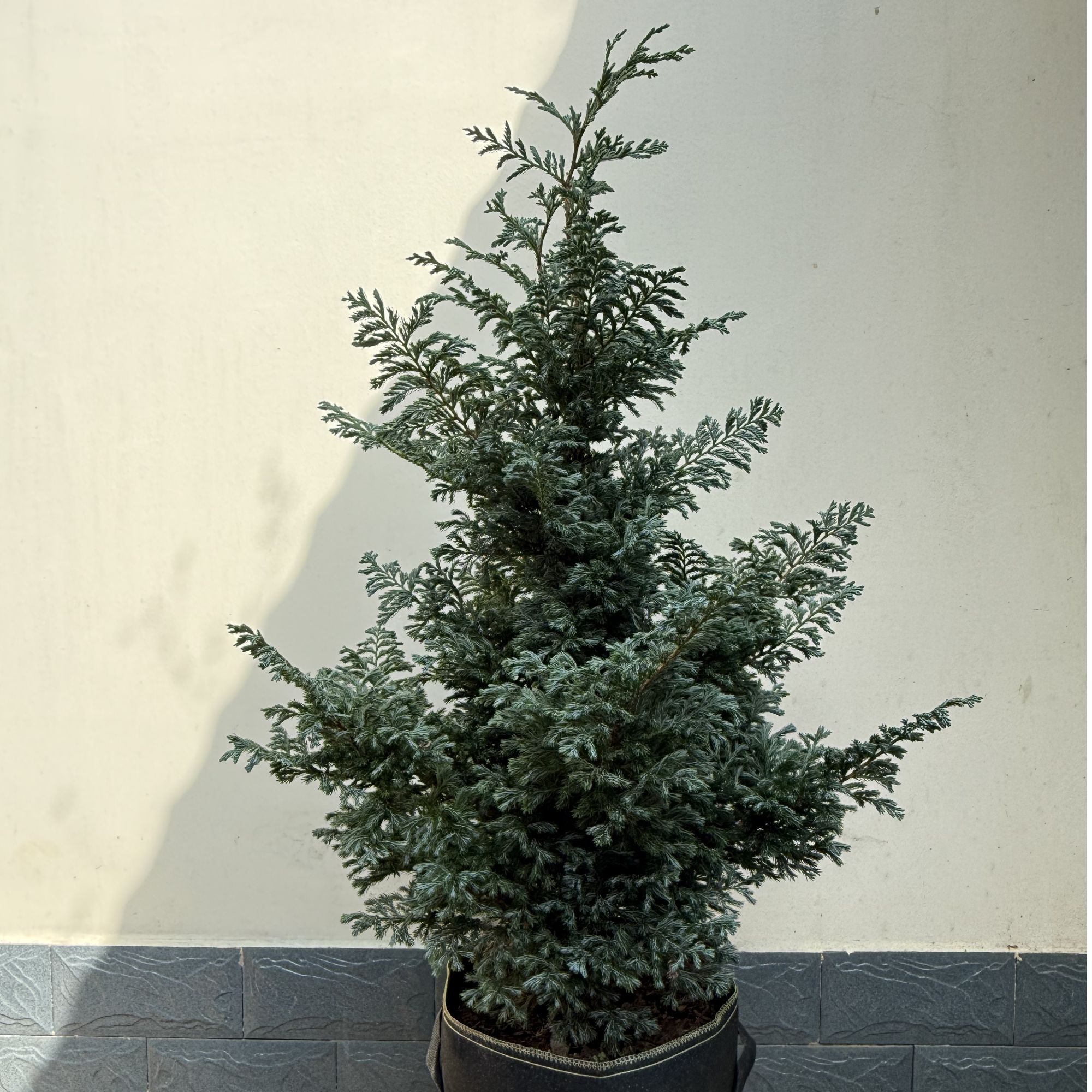 蓝色波尔瓦 盆栽四季常绿耐寒耐旱多年生庭院植物