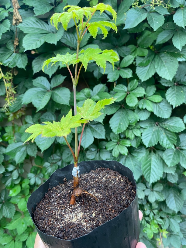 金隐枫树，小金隐