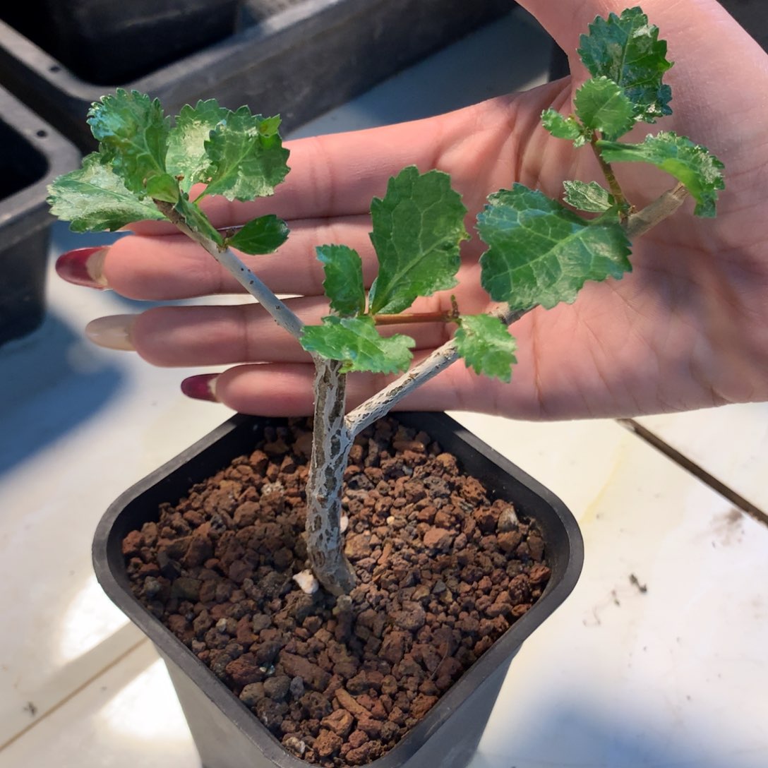 怀特没药哈哈哈哈