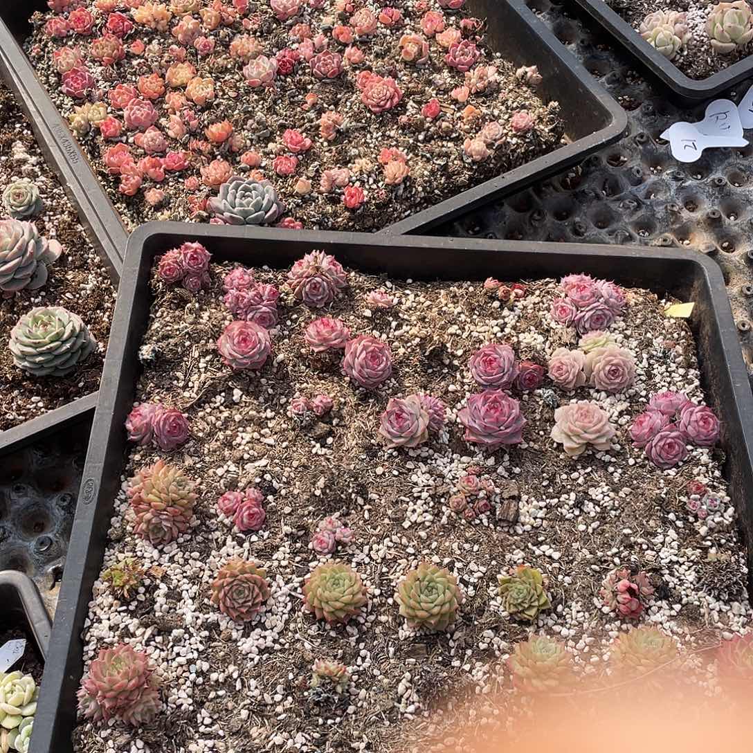 墨***刀222。 定。                