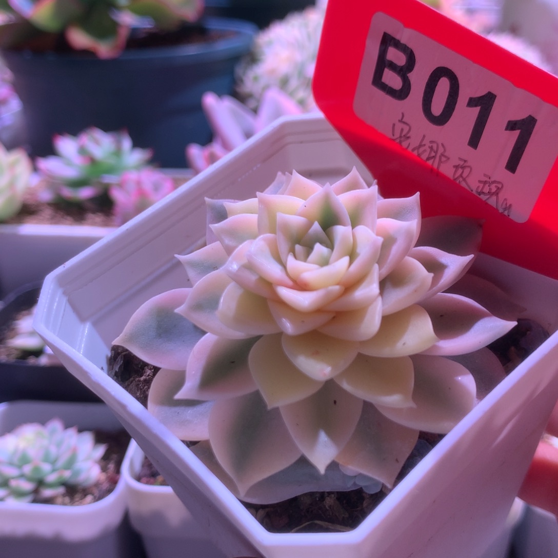 安娜玫瑰锦有根有根