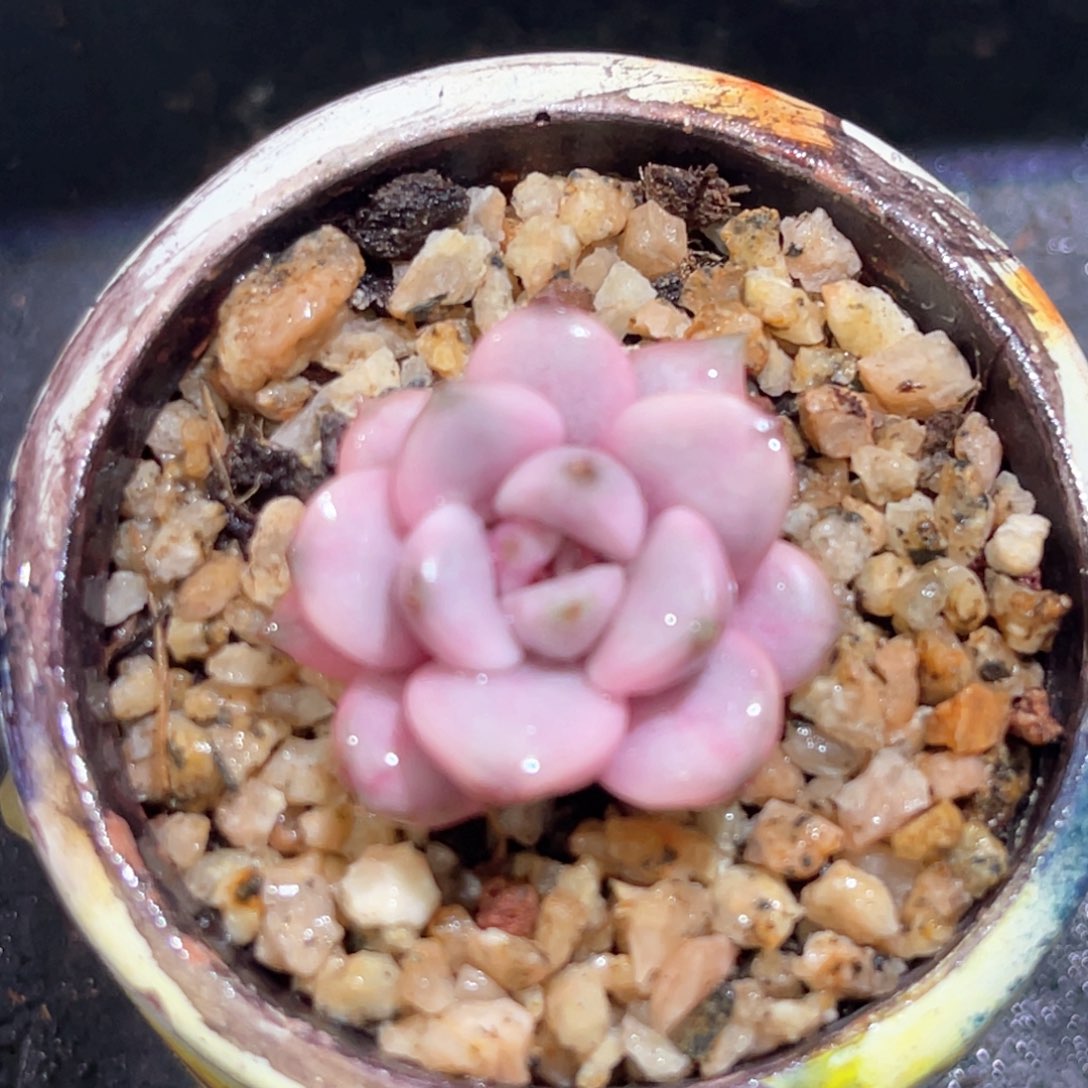 多肉特价葡萄锦头盖