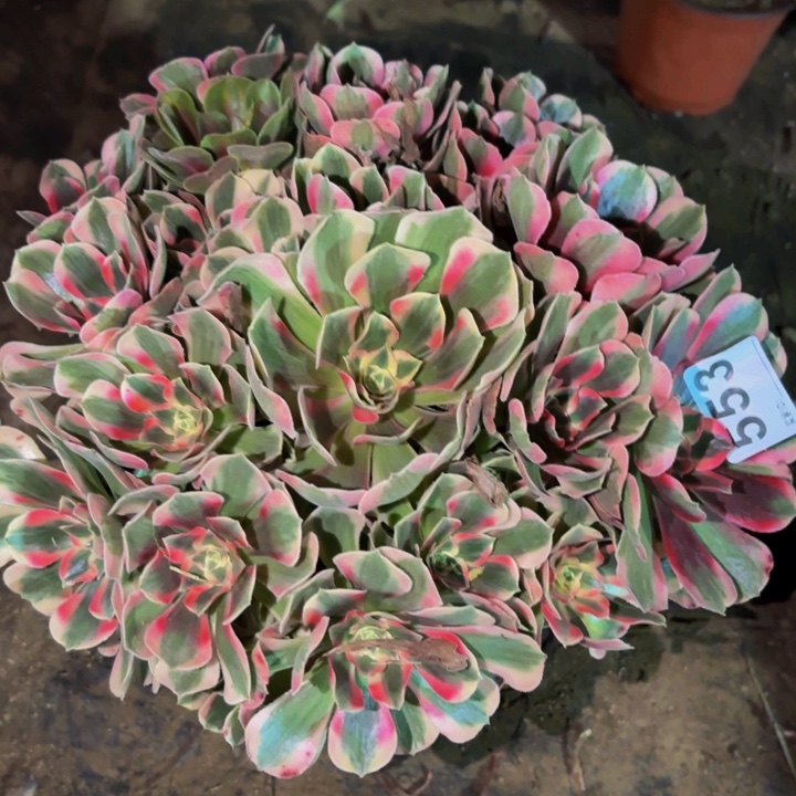 553青苹果多肉植物不售后