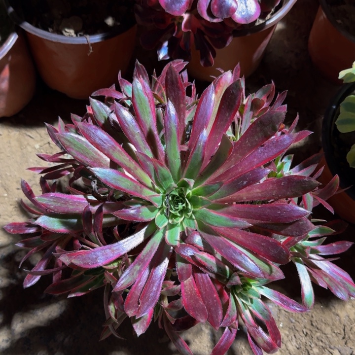 孔雀锦9.9脱土发货