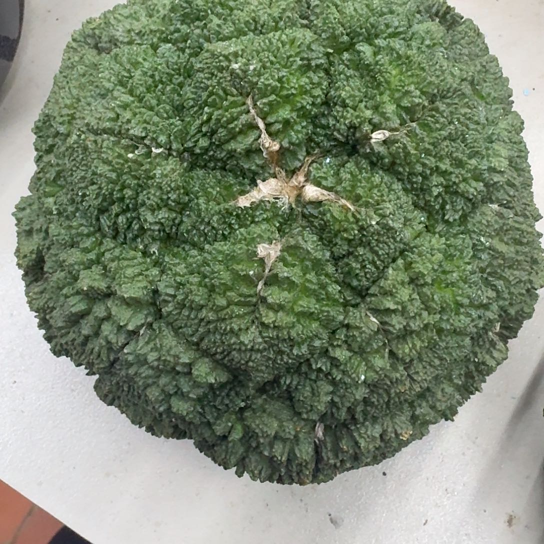 自根哥斯拉牡丹，暂未开根