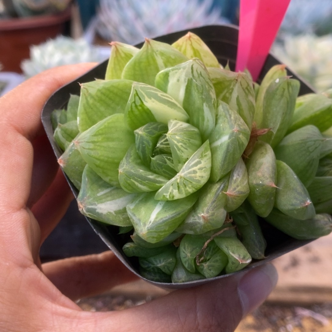 526金之华锦锦锦锦锦锦