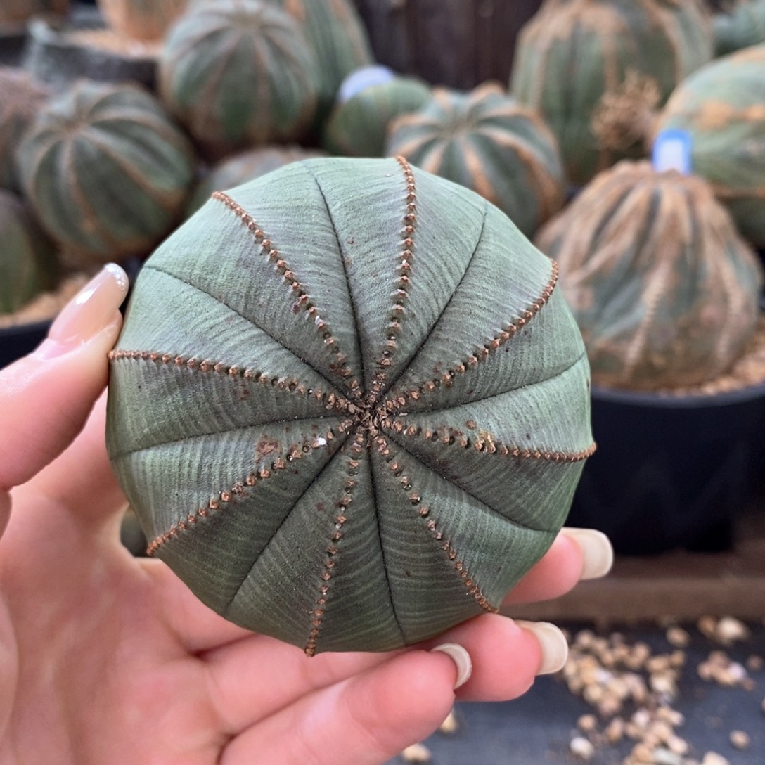 布纹球精品一物一拍