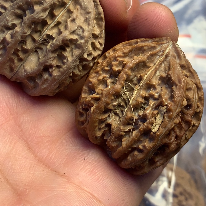 猴头核桃把件拿姐179