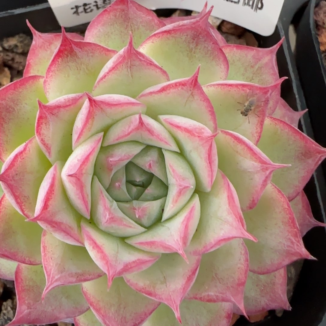 花语逸镜0203-653