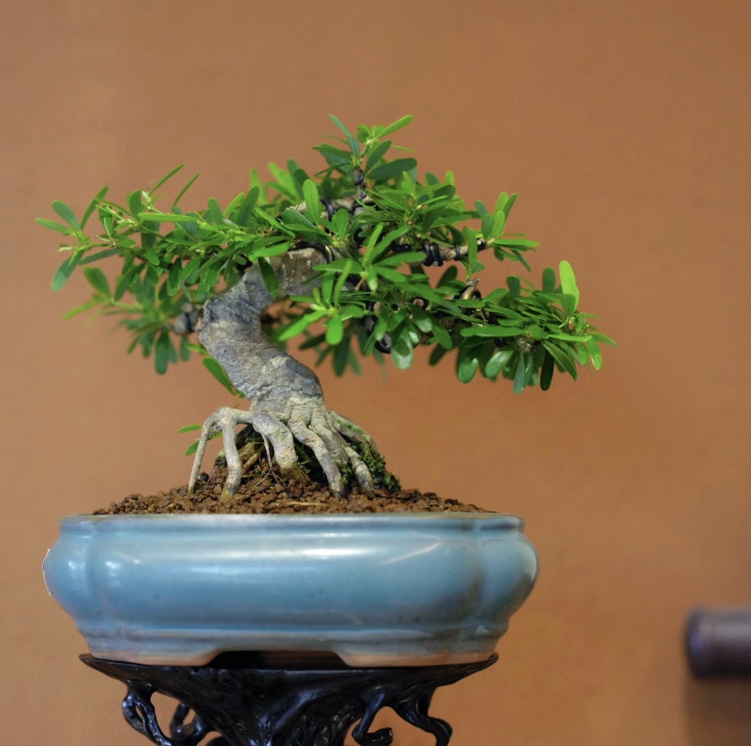 【美美精选】紫美人/老桩/办公室/精选盆景