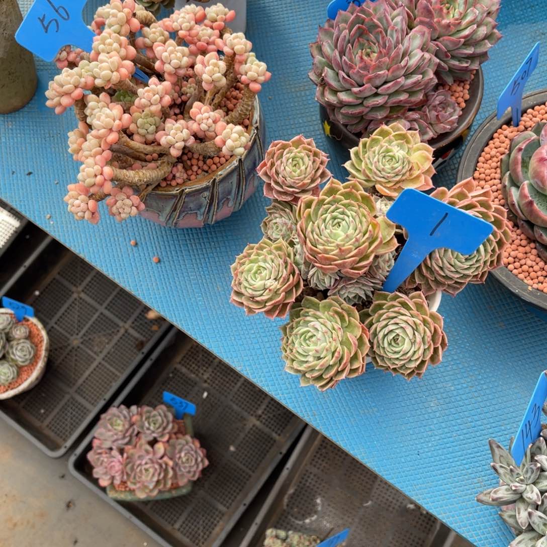 ?**?001昂斯诺多肉