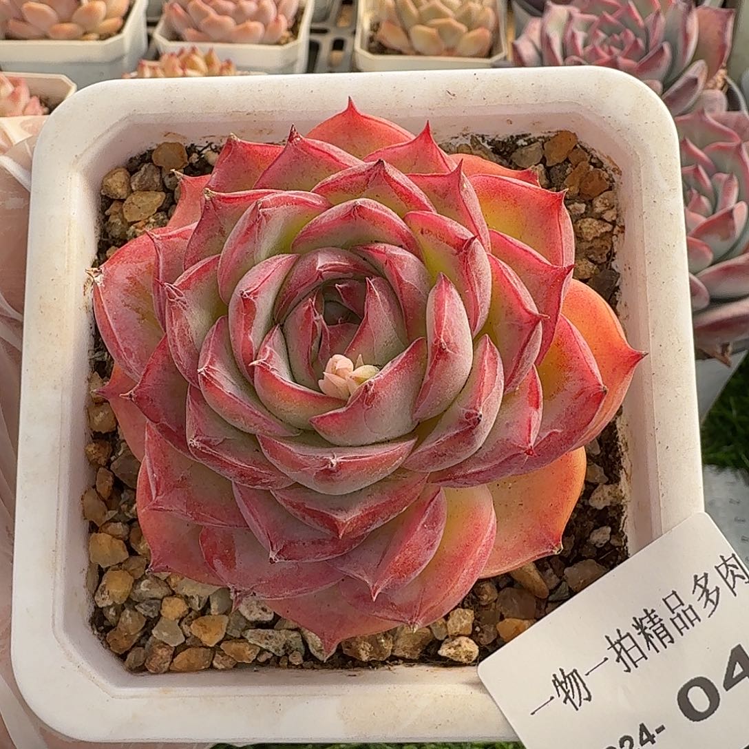 1224-04多肉一物一拍