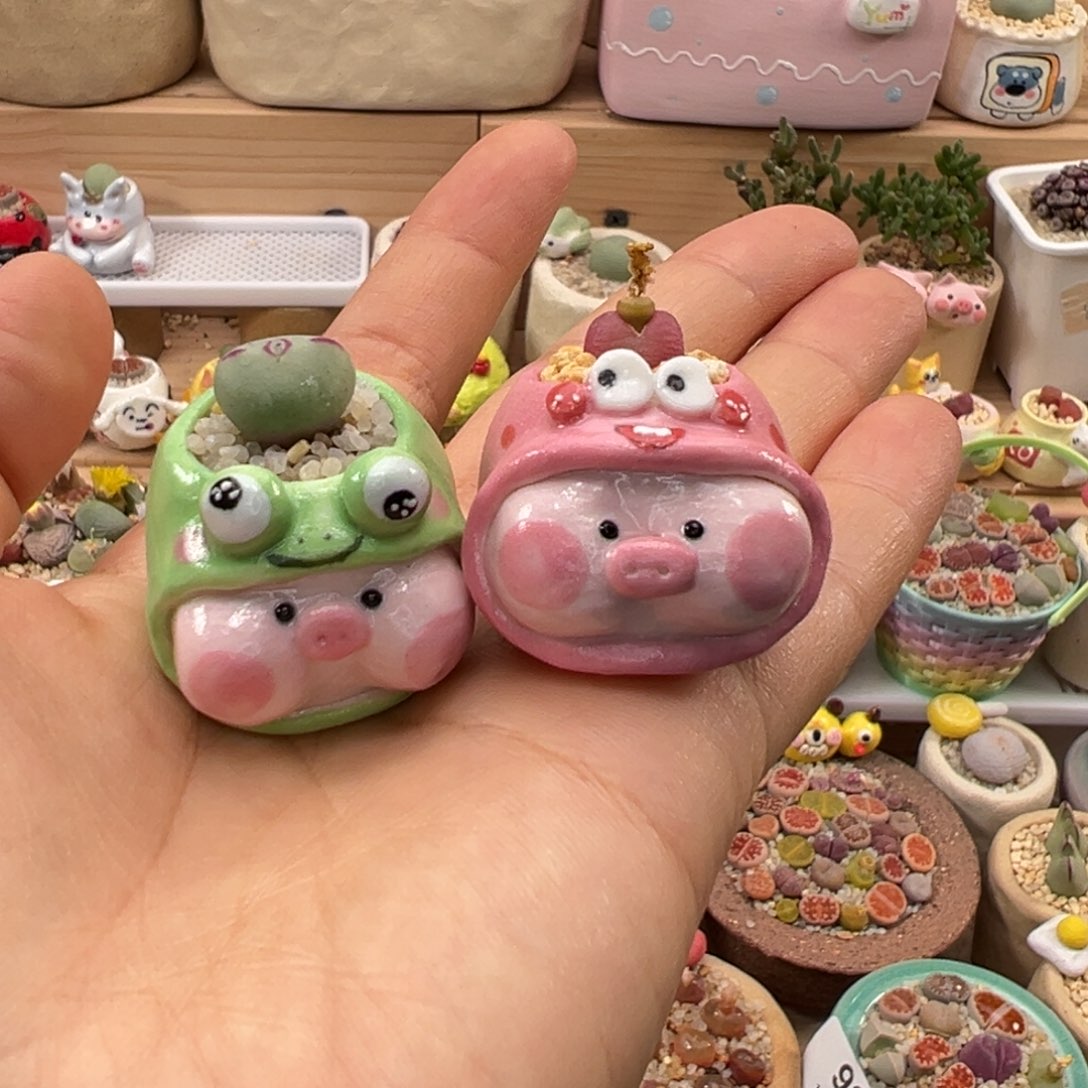 多肉植物144号两盆