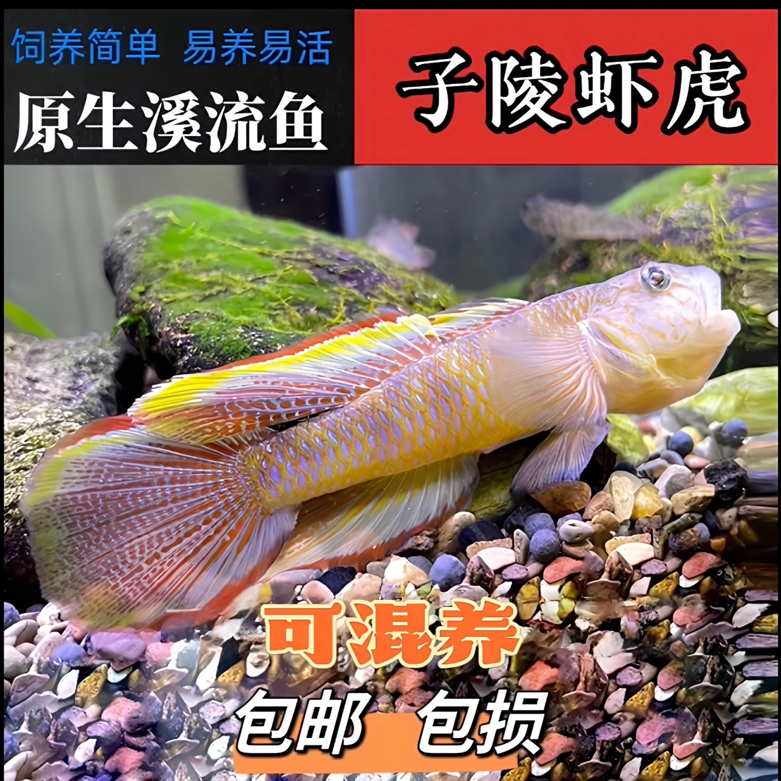子陵吻虾虎 李氏吻虾虎 溪吻白面虾虎原生溪流冷水鱼可混养互动高