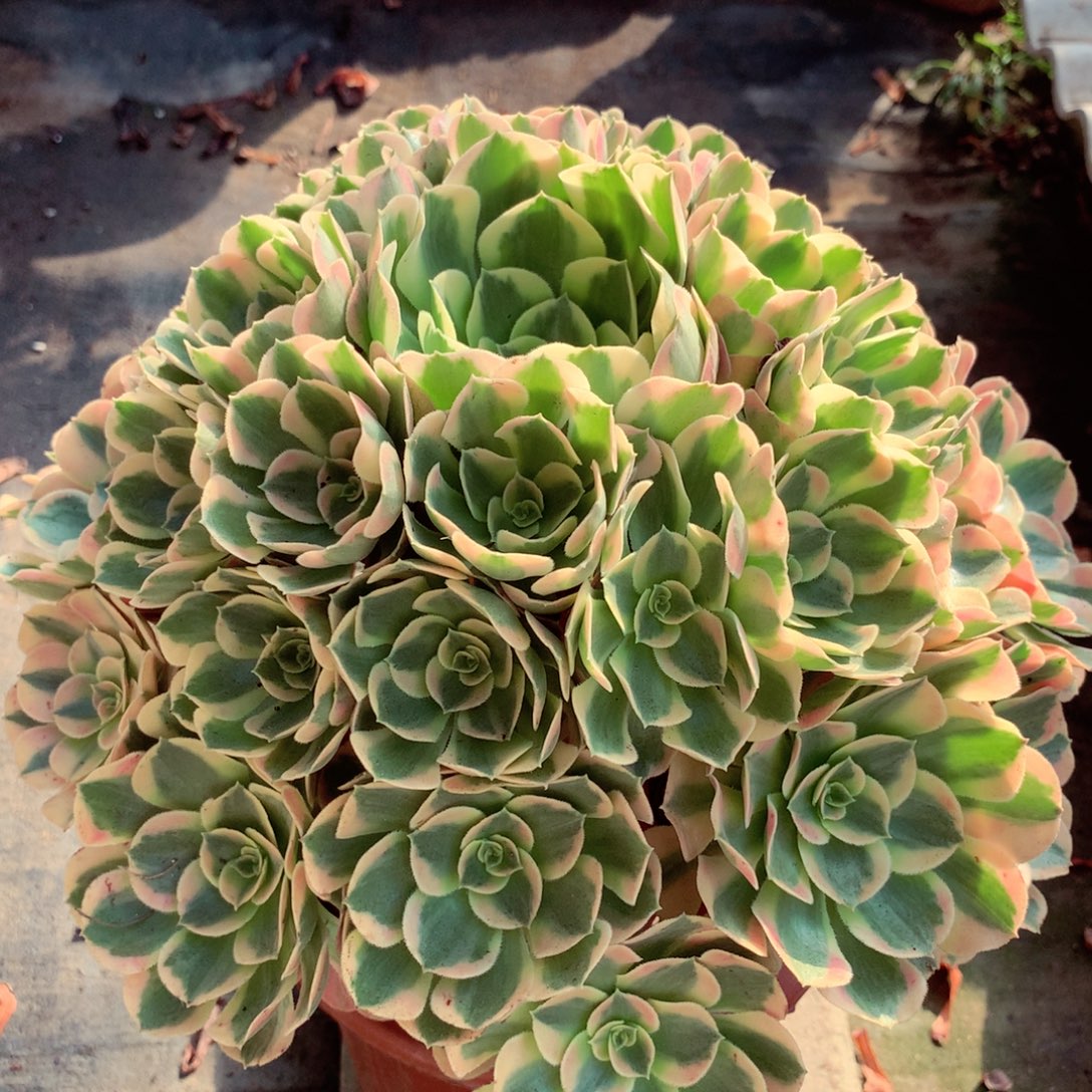 妖月捧花，多肉植物
