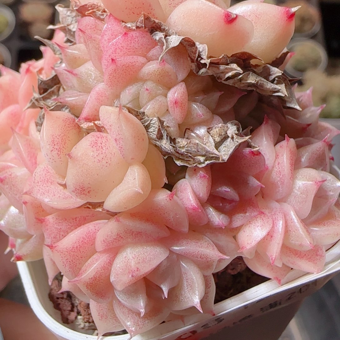 大***）花语多肉1225-108散