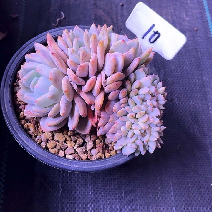 我是第一百个为妖刀应援的阴阳
