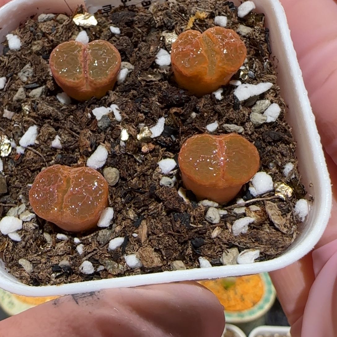 肉锥多肉植物百科-帕法德一盆833