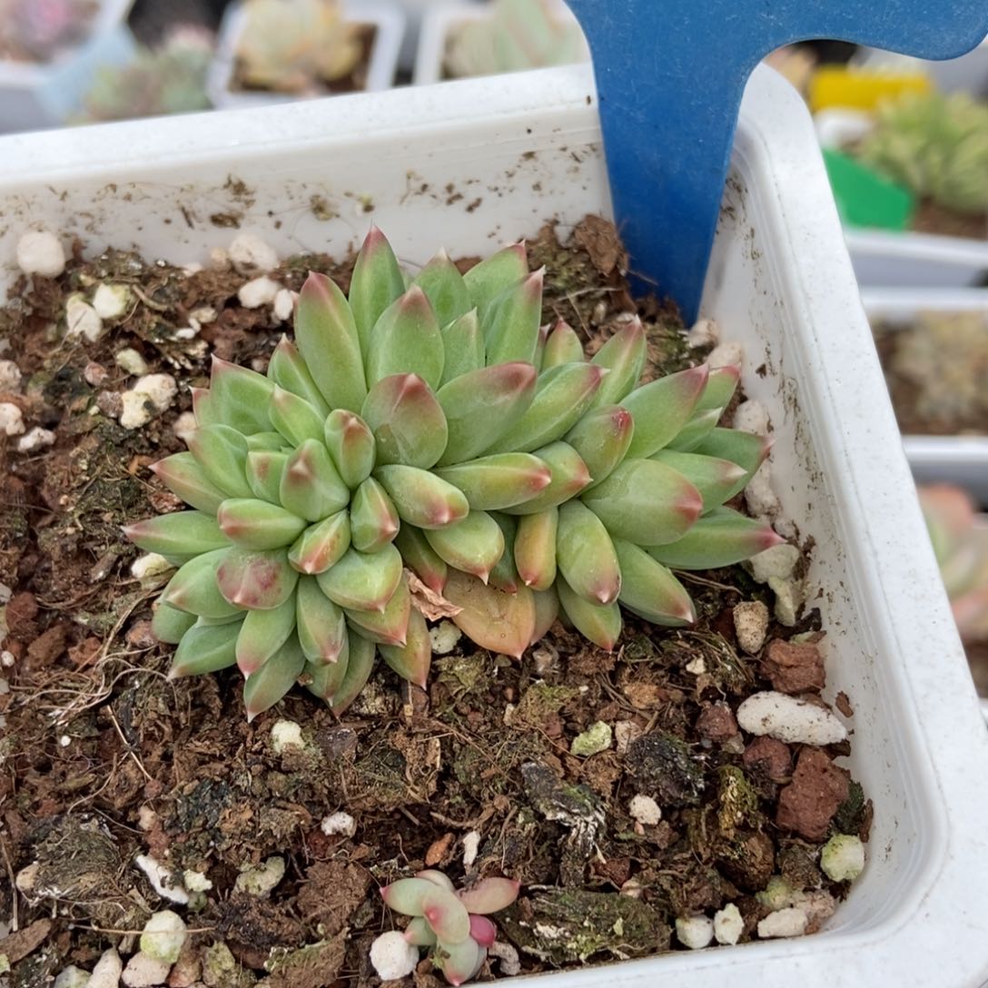 115甲骨文多肉植物保护