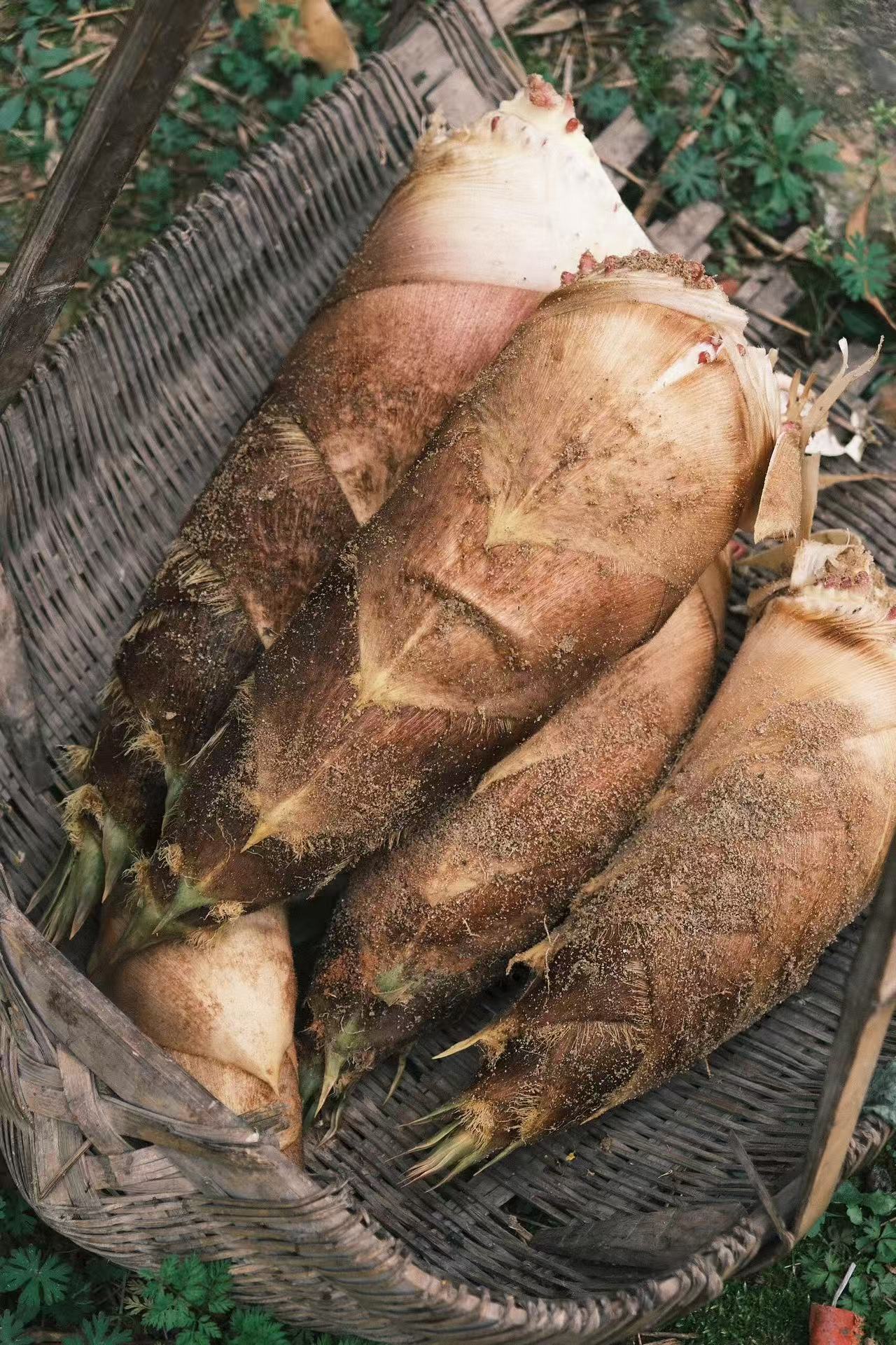 云南新鲜甜龙笋深山自然生长可生吃口感爽口的水果笋