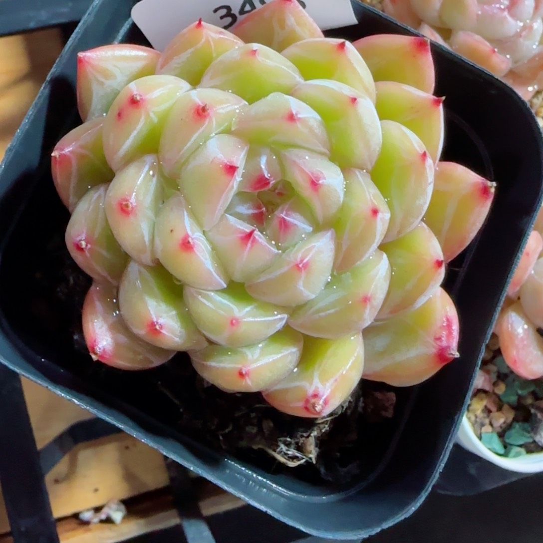 雪花珍妮，3493多肉植物