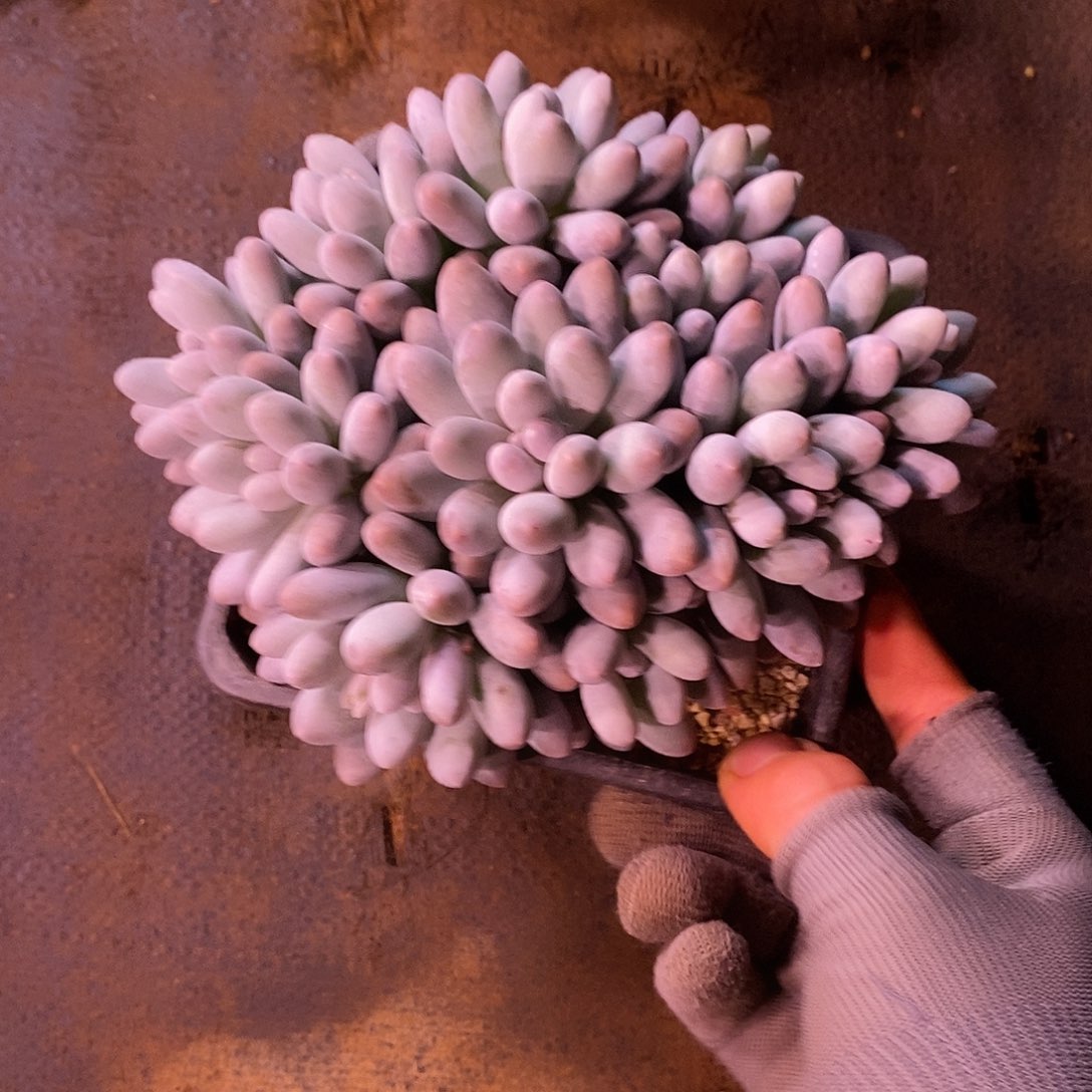 平***1无坎平头汤圆多肉