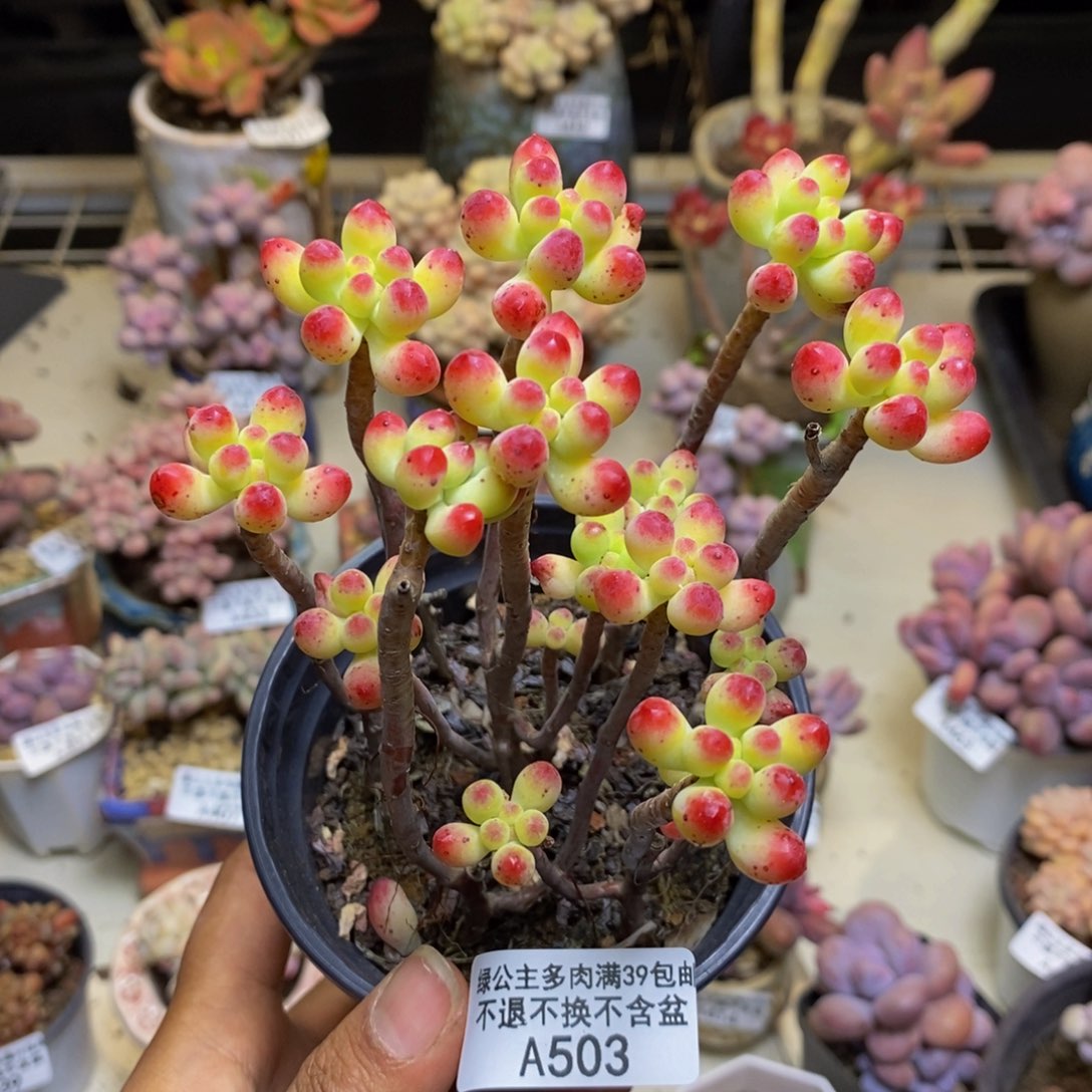 503乙女心多肉散